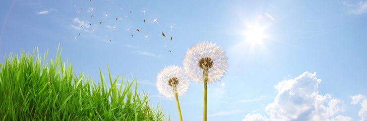 Motiv Sommerwiese, Pusteblumen, Löwenzahn, Samen